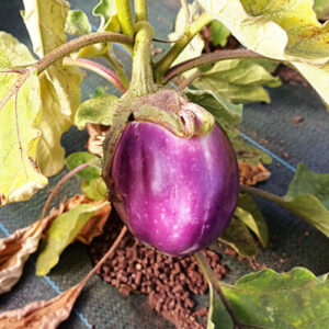Aubergines Rotonda Bianca