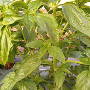 Basilic
