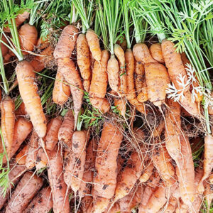 Carottes