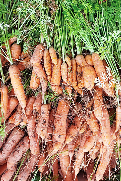 Carottes