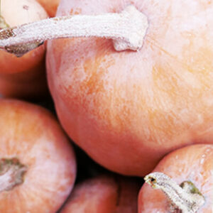 Courge butternut