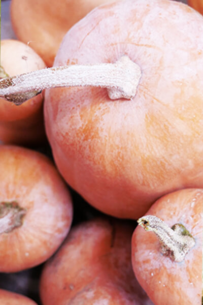 Courge butternut