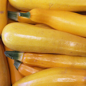 Courgettes jaunes