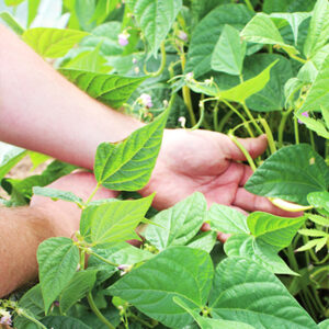 Haricots beurre