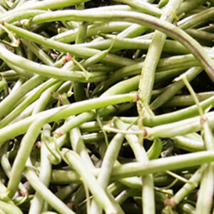 Haricots verts
