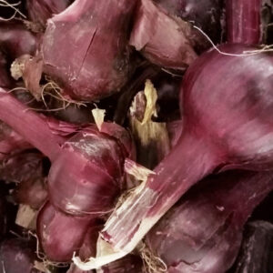 Oignons rouges
