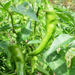 Piments verts