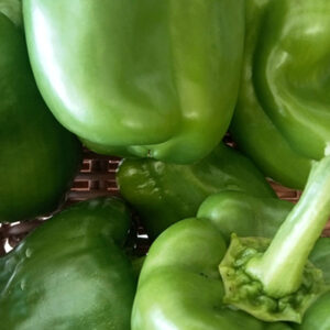 Poivrons trois couleurs