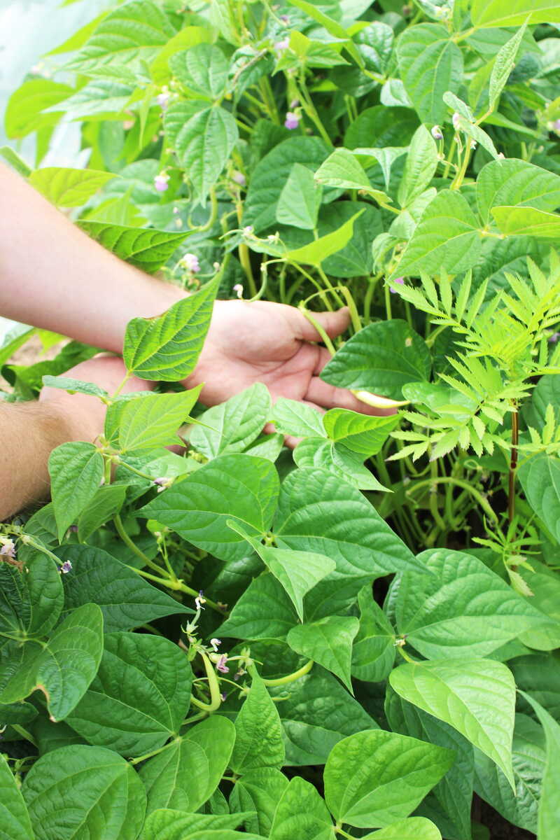 plants-haricots-potager
