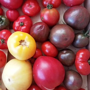Tomates anciennes
